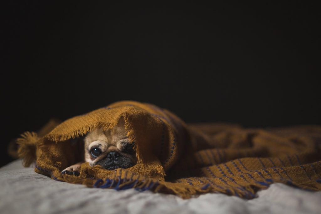 Top Ten Tips For Keeping Pets Safe This Bonfire Night